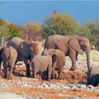 A herd of elephants in Etosha National Park | Sue Badyari