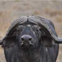 Buffalo bull in the Serengeti, Tanzania | Peter Brooke