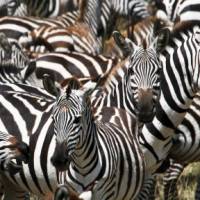 A juvenile zebra among the herd | Ian Williams