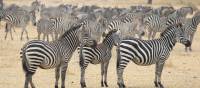 A large zeal of zebras in Tarangire National Park | Kyle Super