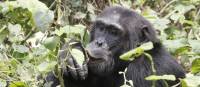 A male chimp in Kabale Forest National Park | Ian Williams