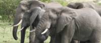 Herd of elephants in the Kazinga Channel | Ian Williams