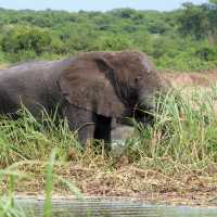 Wandering Elephant in the plains of Uganda | Ayla Rowe
