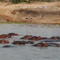 Safariing through Uganda we spot a large herd of Hippos | Ayla Rowe
