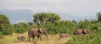 Family of African Elephants wandering Uganda plains | Ayla Rowe