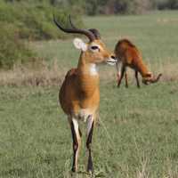 The Ugandan Kob is the country's national animal | Ian Williams