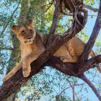 Tree climbing lion relaxing in Zimbabwe | Peter Walton