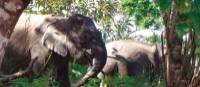 Wild elephants in Borneo | Caroline Mongrain