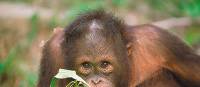 An orangutan in Sepilok | David Kirkland