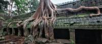 The intriguing jungle ruins of the Ta Prohm temple, Angkor Wat | Peter Walton