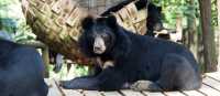 Sun bear lazing around at the Free the Bears Sanctuary | Kylie Turner