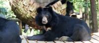 Sun bear lazing around at the Free the Bears Sanctuary | Kylie Turner