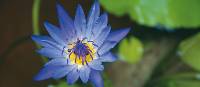 Lotus flower | Rachel Imber