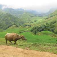 Hiking through the beautiful landscape in Sapa Vietnam | Sarah Hunt