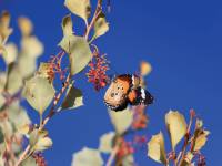 Butterfly on some native Holly Grevillea on the Larapinta Trail. |  <i>Ayla Rowe</i>