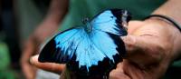 Beautiful butterfly along the Kokoda Track | Ken Harris