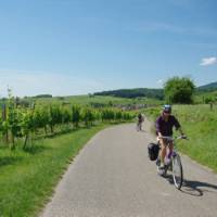 Cycling past vineyards in the Alsace region of France