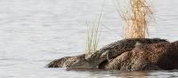 A crocodile on safari in Lake Chamo on the Hamlin Ethiopian Adventure | Amber Hooper