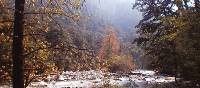 Beautiful views from within this forest in Bhutan | Lisa Delorme