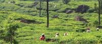 Views across the tea plantations in Alleppey | Scott Pinnegar