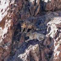 Snow leopards in Ladakh | Margie Thomas