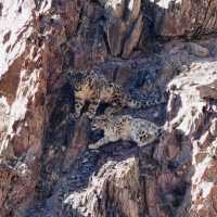 Snow leopards in Ladakh | Margie Thomas