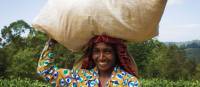 Tea plantations around Puressa, Sri Lanka | Andrew Darby Smith