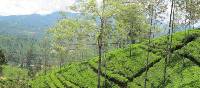 Local tea plantations, Sri Lanka | Fiona Windon